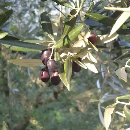 Iseolakerental - L'oliva Nera * Siviano